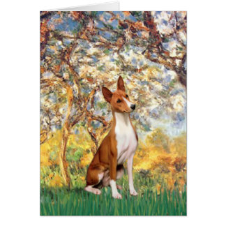 Spring - Basenji