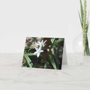 Spring beauty (Claytonia virginica) card