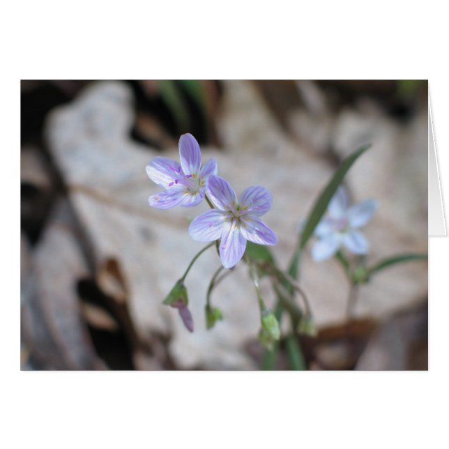 Spring Beauty - Customised (Front Horizontal)