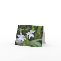 Spring Beauty