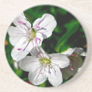 Spring Beauty Wildflower Coordinating Items Coaster