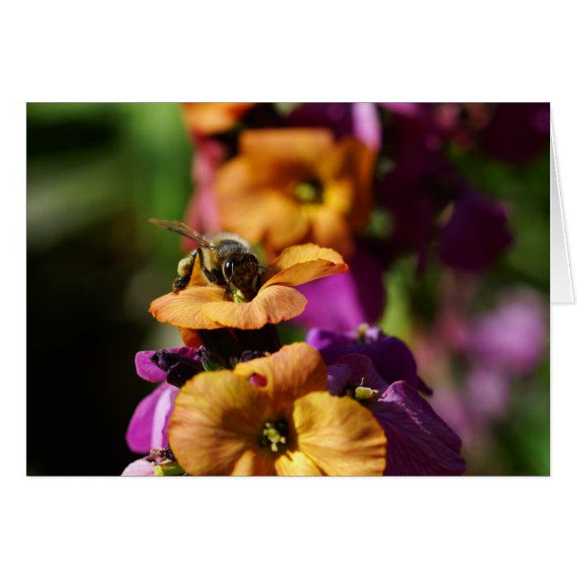 Spring Bee-gins! (Front Horizontal)