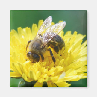 spring bee magnet