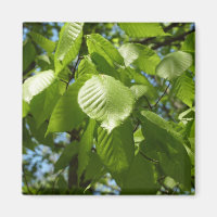 Spring Birch Leaves Green Tree