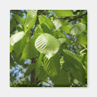 Spring Birch Leaves Green Tree Magnet