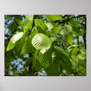 Spring Birch Leaves Green Tree Poster