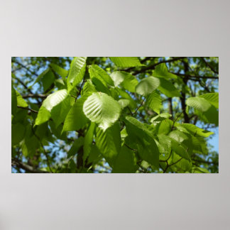 Spring Birch Leaves Green Tree Poster