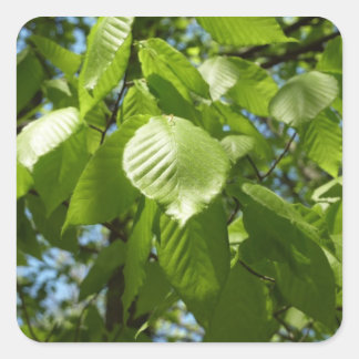 Spring Birch Leaves Green Tree Square Sticker
