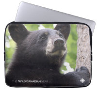 Spring - Black Bear