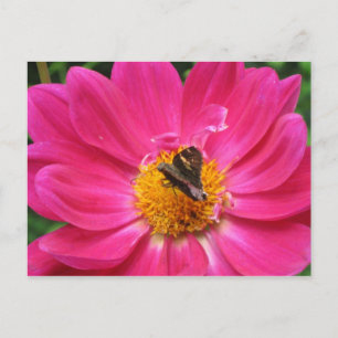 Spring Bloom Postcard