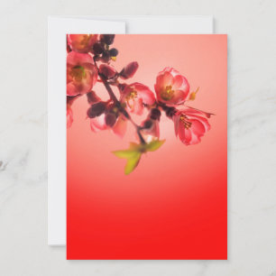 Spring blossom over red background holiday card