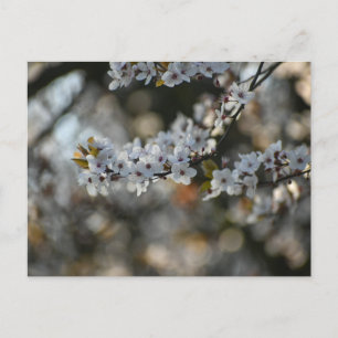 Spring Blossom Postcard