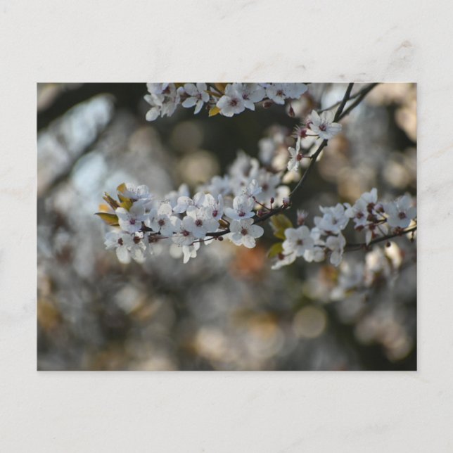 Spring Blossom  Postcard (Front)