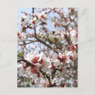 Spring Blossom Postcard
