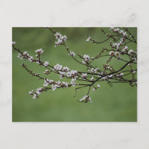 Spring Blossom Postcard