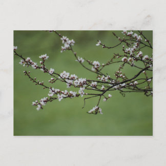 Spring Blossom Postcard