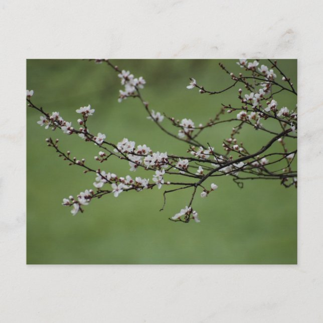 Spring Blossom  Postcard (Front)