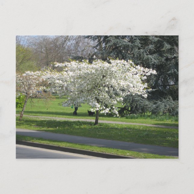 Spring blossom postcard (Front)
