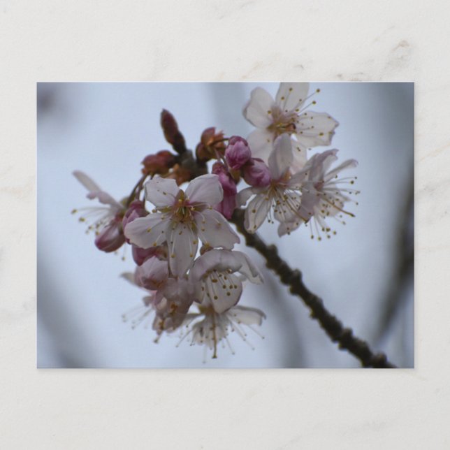 Spring Blossom  Postcard (Front)