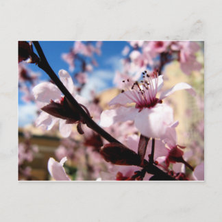 Spring Blossom Postcard