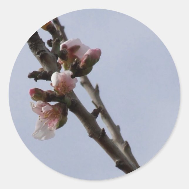 Spring Blossom Stickers (Front)