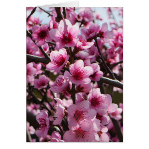 Spring Blossoms