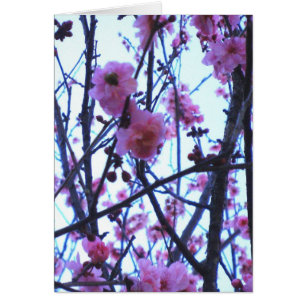 Spring Blossoms