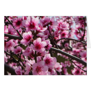 Spring Blossoms