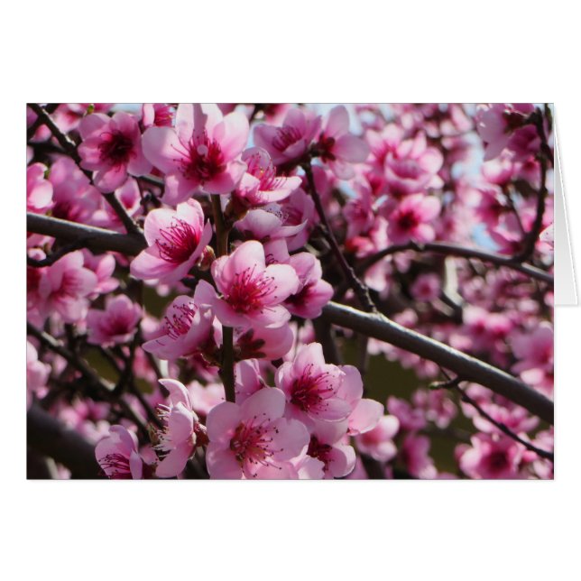 Spring Blossoms (Front Horizontal)