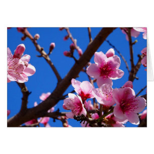 Spring Blossoms