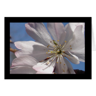 Spring Blossoms II