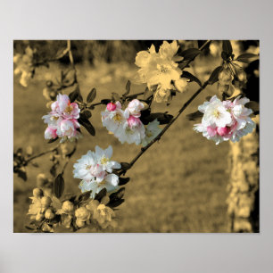 Spring Blossoms In Vintage Sepia Partial Colour Poster