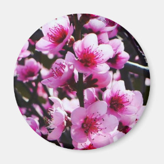 Spring Blossoms Magnet