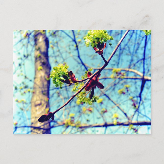 Spring blossoms maple tree stylised postcard (Front)