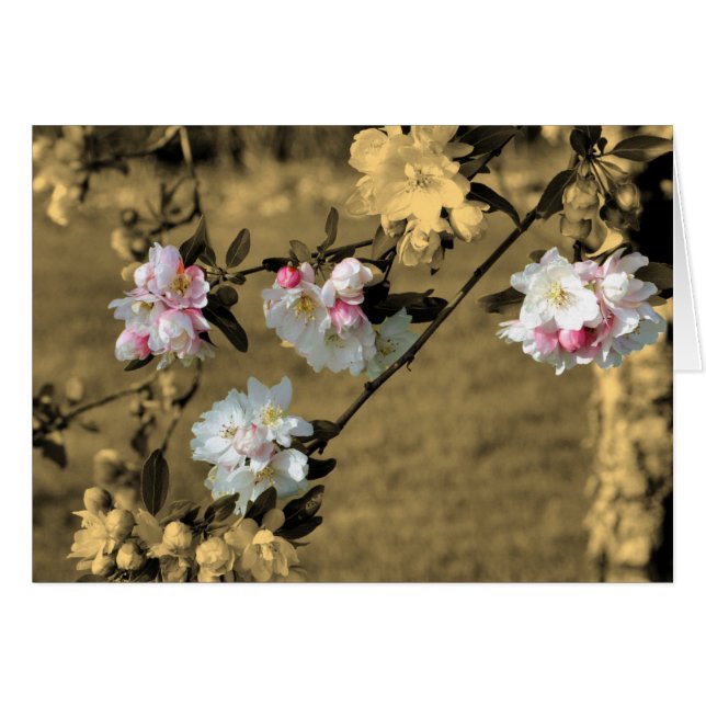 Spring Blossoms On Sepia Flower Card (Front Horizontal)