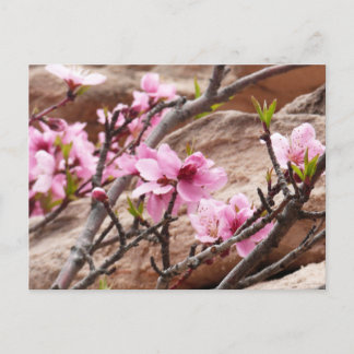 Spring Blossoms on Zion Rocks Postcard