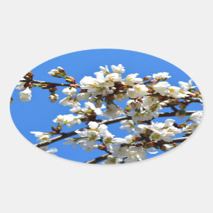 spring blossoms oval sticker