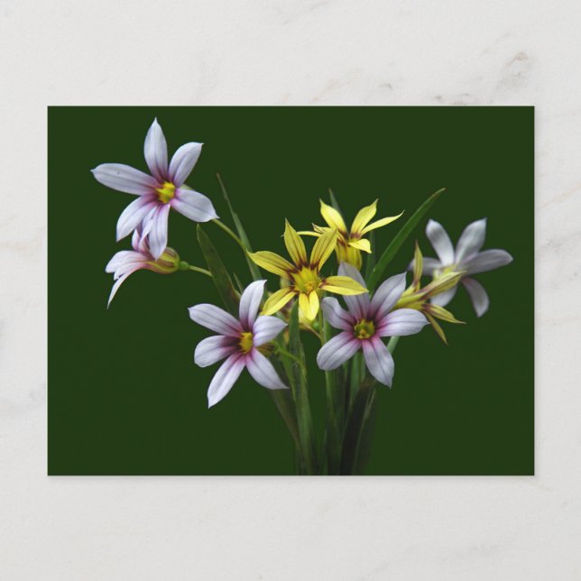 Spring Blue-Eyed Wildflower Postcard (Front)