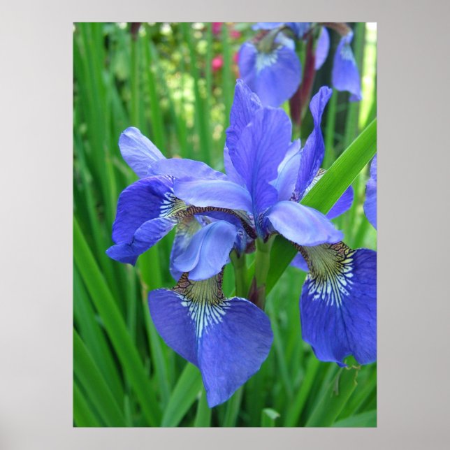 Spring blue iris flowers and green leaves poster (Front)
