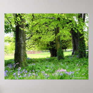 Spring Bluebell Forest Print