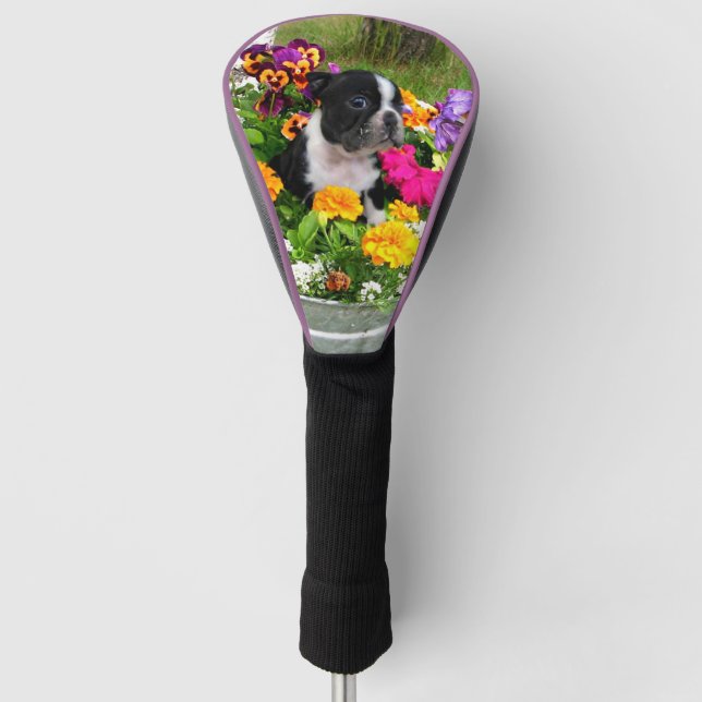 Spring Boston Terrier dog Golf Driver cover (Front)