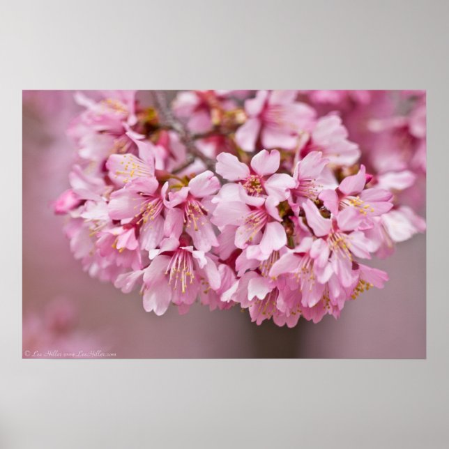 Spring Bouquet Japanese Cherry Blossom Poster (Front)