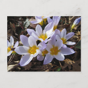 Spring Bundle Postcard