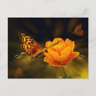 Spring Butterfly on Rose Postcard