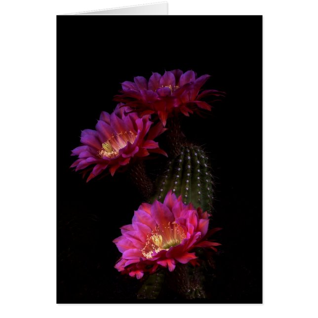 Spring Cactus flower trio (Front)