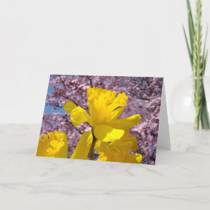 Spring Cards yellow Daffodil Flowers Pink Blossoms