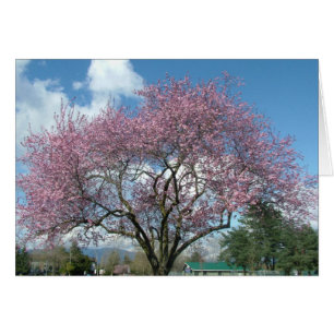 spring cherry blossom