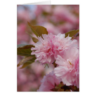 Spring Cherry Blossom