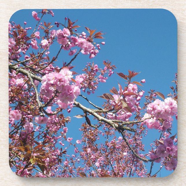 Spring cherry  blossoming trees coaster (Front)