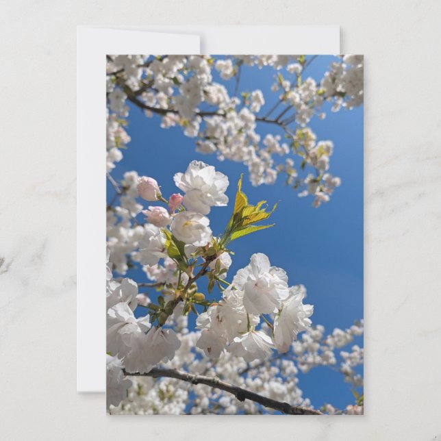 Spring Cherry Blossoms Invitation (Front)